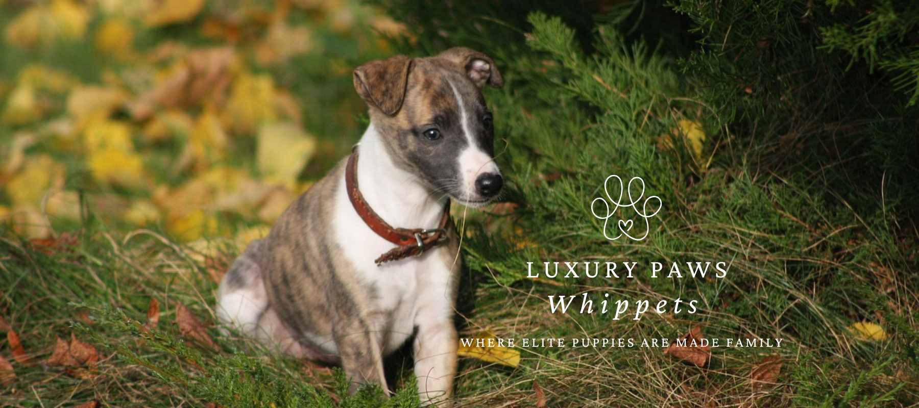 whippet puppies for sale