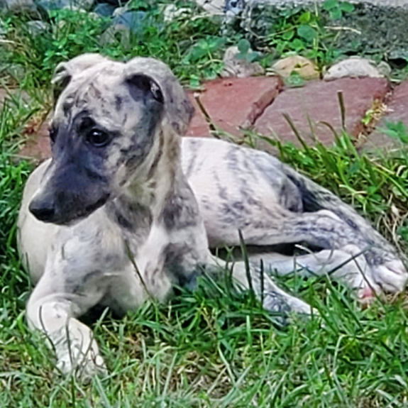 Whippet puppy