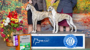 show whippet