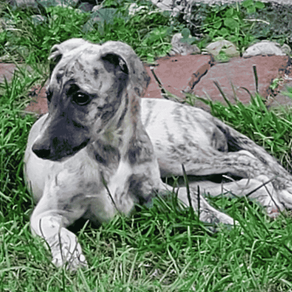 Brindle Whippet puppy