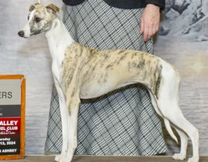 Brindle Whippet