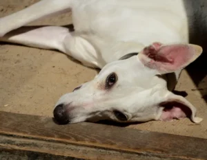 Cream Whippet