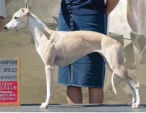 Fawn Whippet Whippet Colors