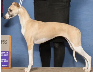 whippet color