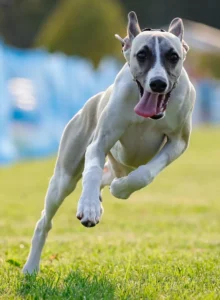 whippet events and sports