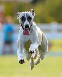 whippet sports