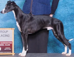 Black Whippet