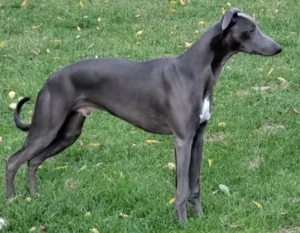 Blue Whippet
