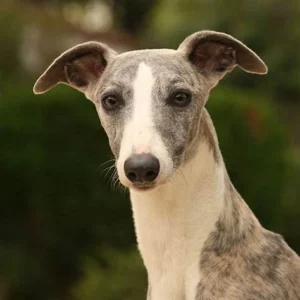 whippet dog breed