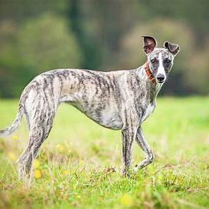 brindle whippet