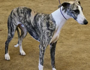 whippet colors