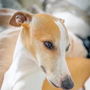 fawn whippet head