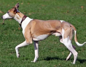 Red Whippet