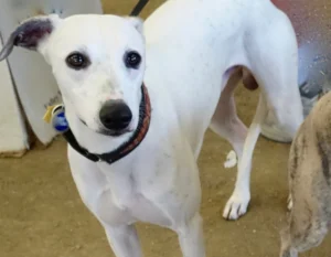 White Adult Whippet